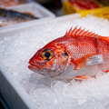 Crown Squirrelfish